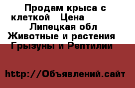 Продам крыса с клеткой › Цена ­ 1 200 - Липецкая обл. Животные и растения » Грызуны и Рептилии   